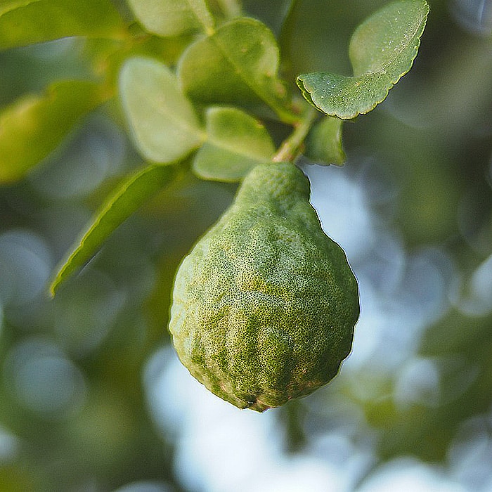 alimax.ch - Santé, bien-être, beauté et longévité par l'alimentation - nutrition et diététique - aromathérapie