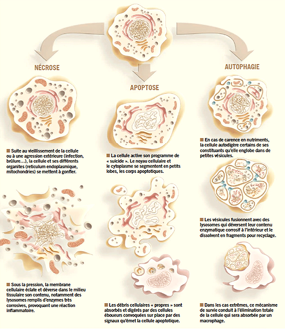 alimax.ch - Santé, bien-être, beauté et longévité par l'alimentation - Recherche en nutrition, diététique et aromathérapie - Michel Bondallaz - Suisse