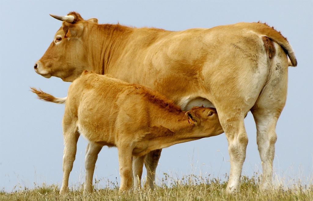 colostrum - alimax.ch - Santé, bien-être, beauté et longévité par l'alimentation - Recherche en nutrition, diététique et aromathérapie - Michel Bondallaz