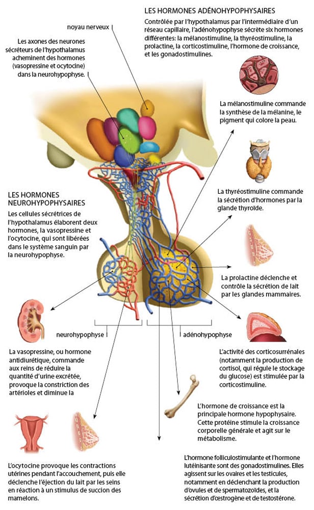 alimax.ch - Santé, bien-être, beauté et longévité par l'alimentation - Recherche en nutrition, diététique et aromathérapie - Michel Bondallaz - Suisse