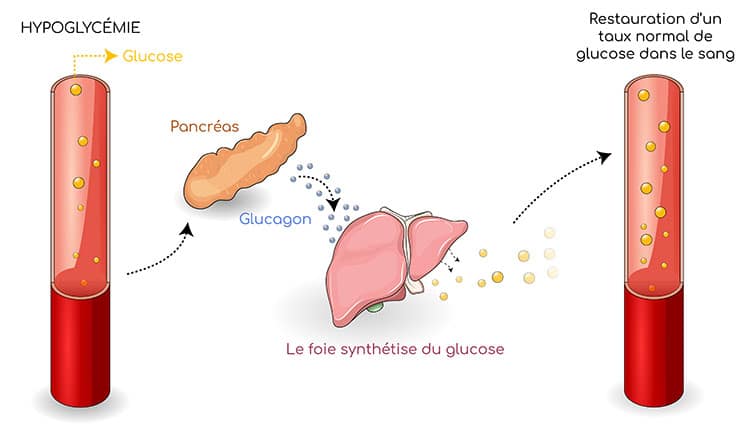 glucagon-hypoglycemie - alimax.ch - Santé, bien-être, beauté et longévité par l'alimentation - Recherche en nutrition, diététique et aromathérapie - Michel Bondallaz