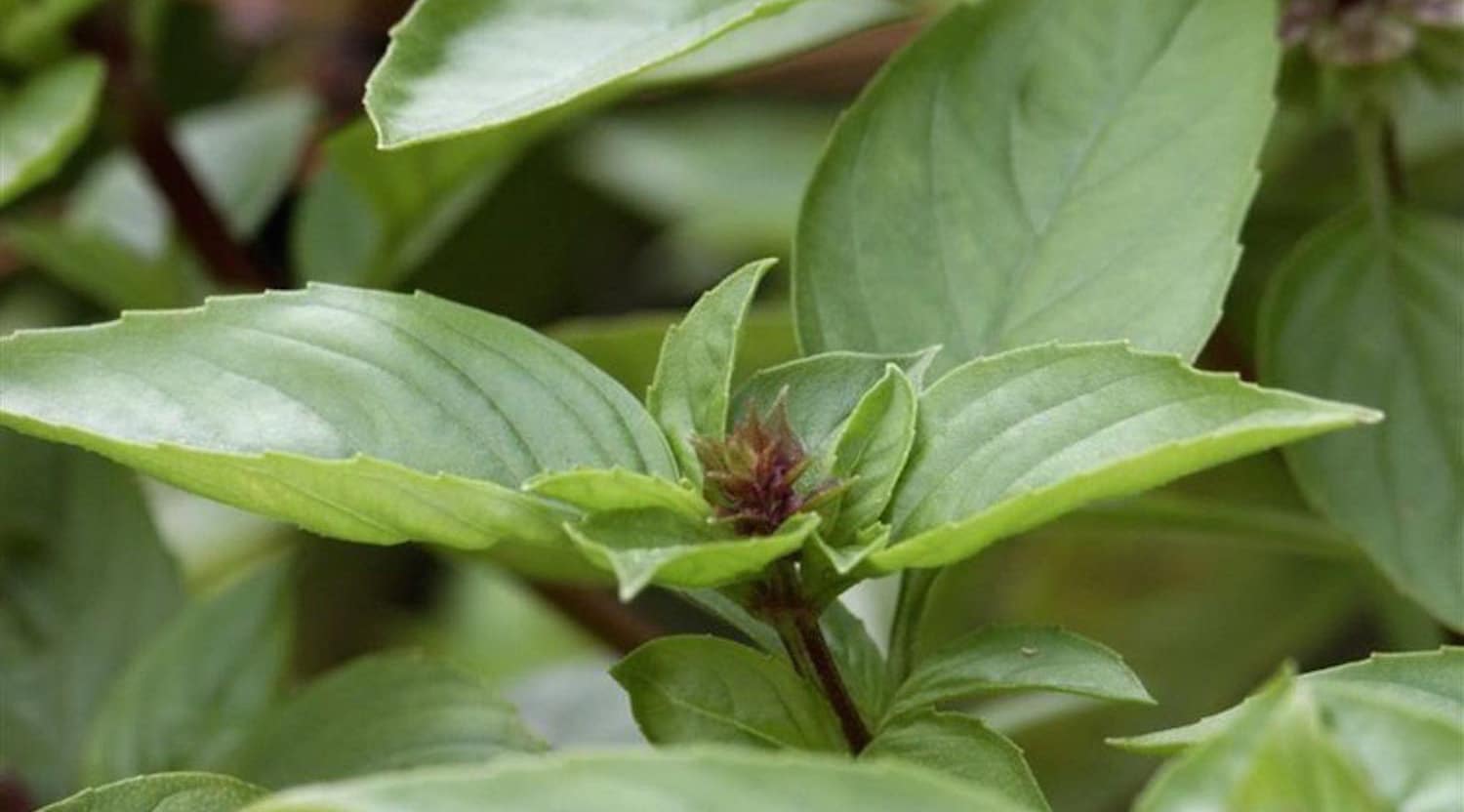 Huile essentielle de basilic tropical - alimax.ch - Santé, bien-être, beauté et longévité par l'alimentation - Recherche en nutrition, diététique et aromathérapie - Michel Bondallaz