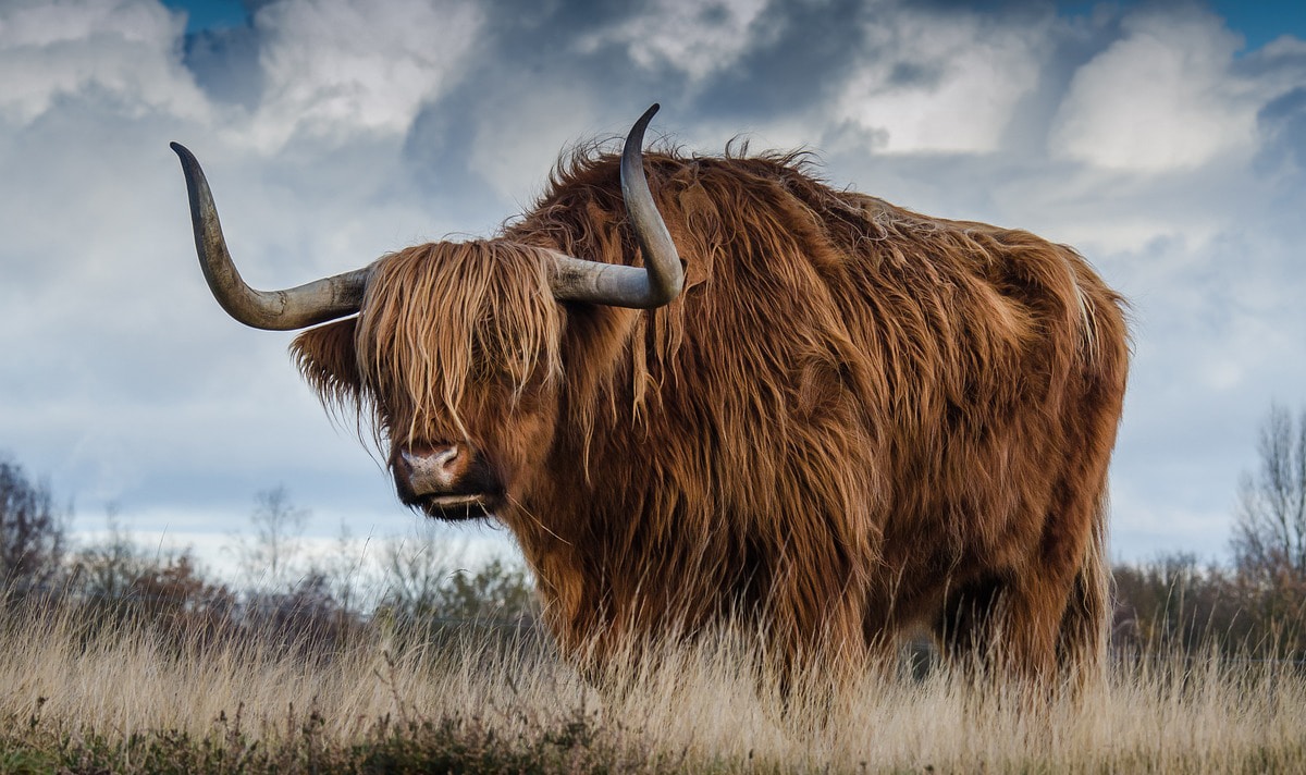 Taurine - taureau - alimax.ch - Santé, bien-être, beauté et longévité par l'alimentation - Recherche en nutrition, diététique et aromathérapie - Michel Bondallaz