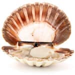 Glutamate - coquille saint Jacques - alimax.ch - Santé, bien-être, beauté et longévité par l'alimentation - Recherche en nutrition, diététique et aromathérapie - Michel Bondallaz